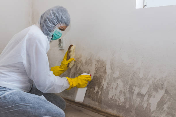 Professional Mold Removal in Rockville, MN