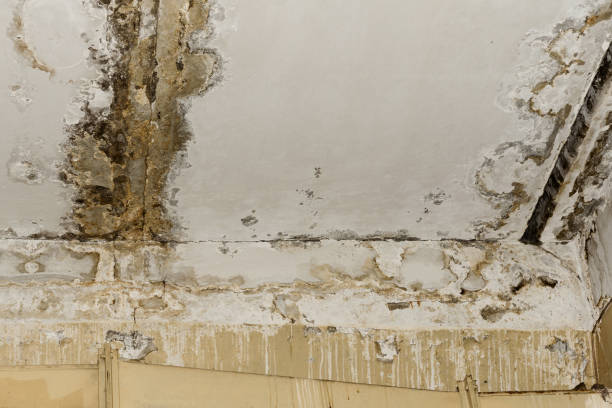 Best Dehumidification Services  in Rockville, MN